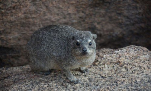 Zdjęcie NAMIBIA / Środkowo -Zach. Namibia  / Region Erongo / Spitzkope / Góralka Przylądkowa