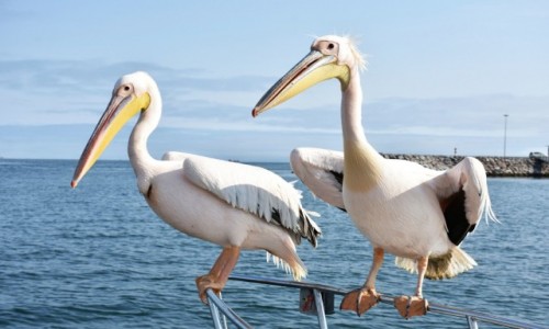 Zdjcie NAMIBIA / Zachodnia Namibia / Zatoka Walvis Bay / Koledzy ze szkolnej awki