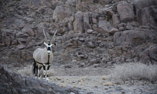 Zdjcie NAMIBIA / Zachodnia Namibia / Gdzie w drodze / Mistrz przetrwania 