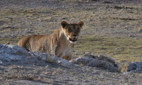 Zdjcie NAMIBIA / Pnocna Namibia / Park Narodowy Etosha / Lwica 