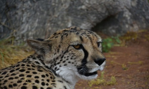 Zdjcie NAMIBIA / Okolice Kamanjab / Farma Otjitotongwe  / Geparda portret wlasny
