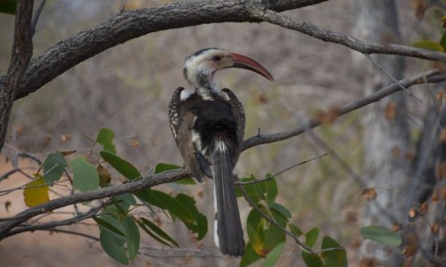 Zdjcie NAMIBIA / Pnocna Namibia / Gdzie w drodze / Dzioboroec Czerwonodzioby 