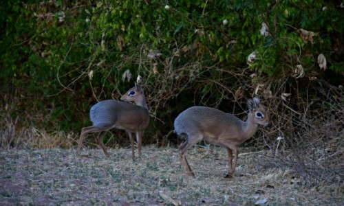 Zdjecie NAMIBIA / Pnocna Namibia / Paskowy Waterberg  / Dikdik