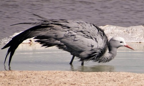 Zdjecie NAMIBIA / Teren pnocnej Etiopii / PN Etosha / Gdzie w Polsce mona zobaczy jaskki?