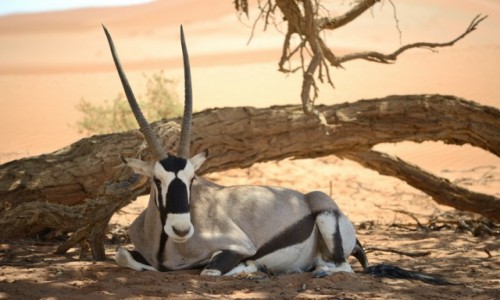 Zdjęcie NAMIBIA / pustynia Namib / pu / Oryx
