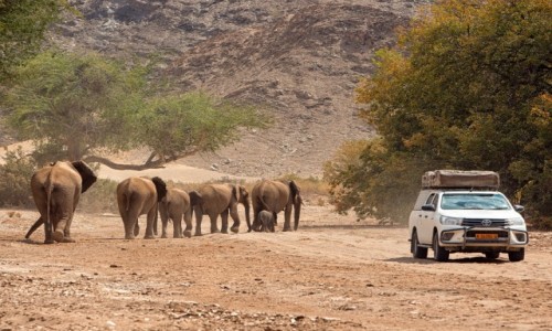 Zdjcie NAMIBIA / Kaokoland / Hoanib river / Namibia