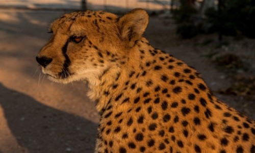 Zdjecie NAMIBIA / - / Otjitotongwe / Otjitotongwe Cheetah Farm