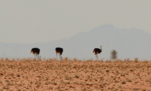Zdjecie NAMIBIA / Park Narodowy Namib / rejon Solitaire / strusie widma