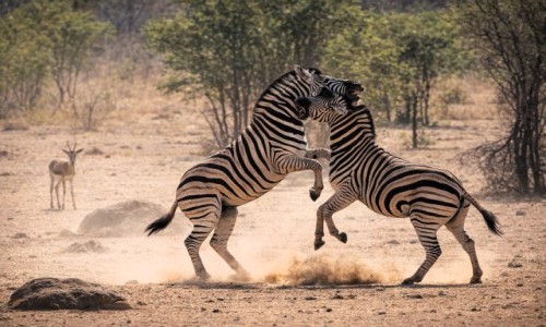 NAMIBIA / Park Narodowy Etosha / safari / Mi�o�� w paski