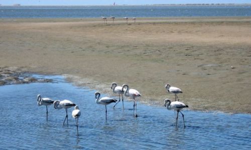 Zdjcie NAMIBIA / Walvis Bay / plaa miejska / jedni maj mewy, biae mewy, inni maj flamingi.. setki flamingw