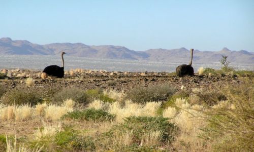 Zdjęcie NAMIBIA / brak / rejon Fish River Canyon / strusie pędziwiatry