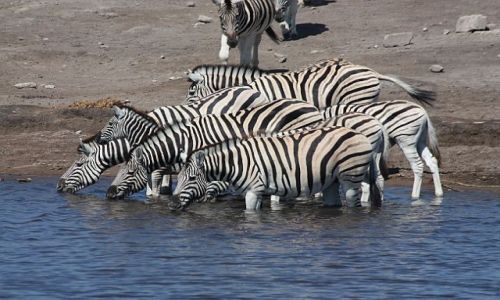 Zdjęcie NAMIBIA / - / Etosha National Park / Nad wodopojem