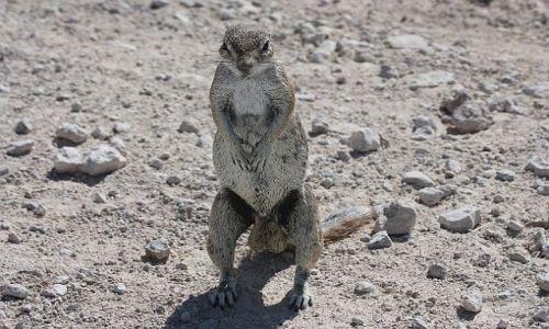 Zdjęcie NAMIBIA / - / Etosha National Park / Na stojaka
