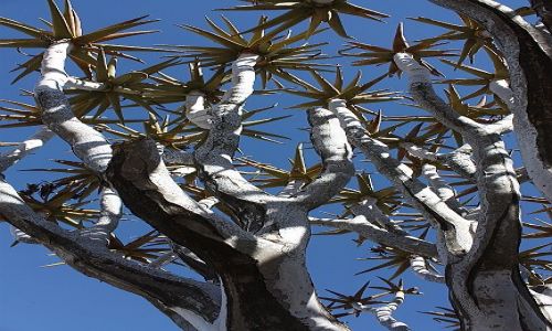 Zdjecie NAMIBIA / - / Quivertree forest / Drzewo