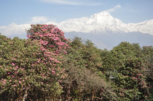 Zdjęcia: Nepal, Annapurna, Konkurs, NEPAL Zdjęcia: Nepal, Annapurna, Konkurs, NEPAL