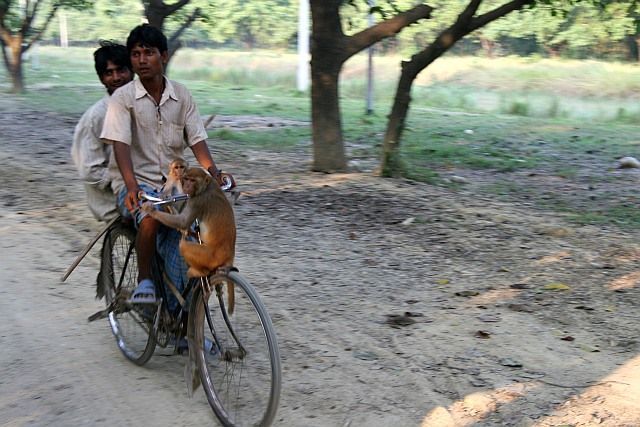 Zdjęcia: Lumbini, Therai, małpi stop, NEPAL Zdjęcia: Lumbini, Therai, małpi stop, NEPAL