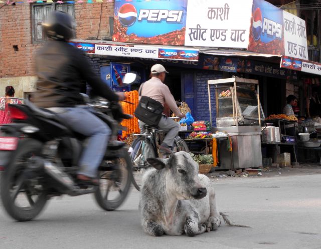 Zdjęcia: Kathmandu, Dolina Kathmandu, Spokój świętej krowy, NEPAL Zdjęcia: Kathmandu, Dolina Kathmandu, Spokój świętej krowy, NEPAL