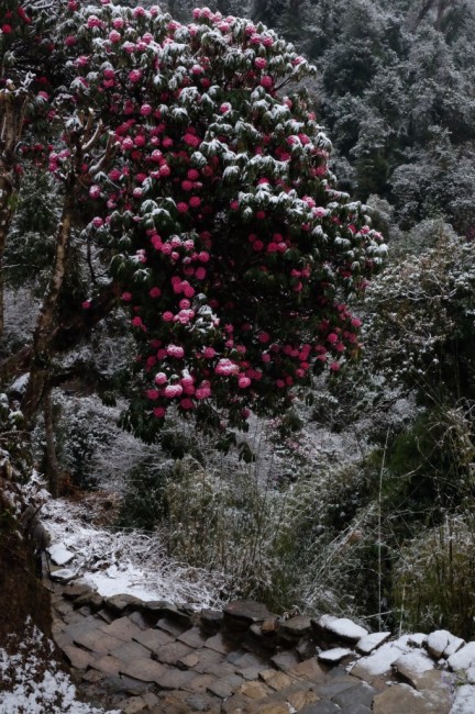 Zdj cia: Ghorepani, Ghorepani, Rododendrony w niegu, NEPAL