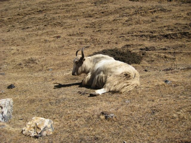 Zdjęcia: okolice Yak Kharka, Himalaje, Yak, Yak, Yak, NEPAL Zdjęcia: okolice Yak Kharka, Himalaje, Yak, Yak, Yak, NEPAL