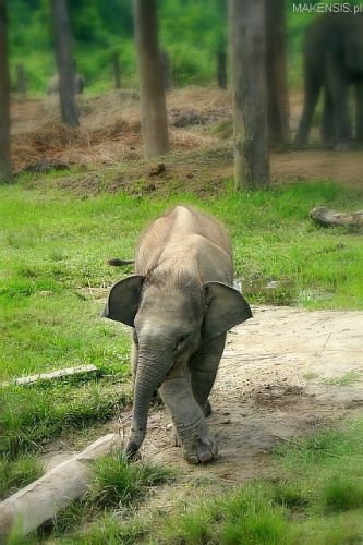 Zdjęcia: Chitwan, Chitwan, Ot niegroźny słoń, NEPAL Zdjęcia: Chitwan, Chitwan, Ot niegroźny słoń, NEPAL