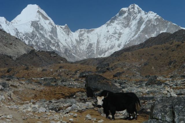 Zdjęcia: podczas trekingu, Yak, NEPAL Zdjęcia: podczas trekingu, Yak, NEPAL