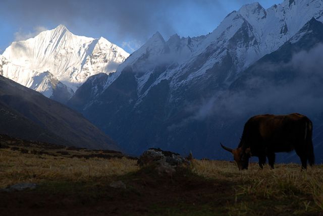 Zdjęcia: Langtang, Langtang, Trekking w dolinie Langtang, NEPAL Zdjęcia: Langtang, Langtang, Trekking w dolinie Langtang, NEPAL