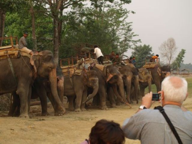 Zdjęcia: Park Chitwan, Słonie przygotowane do wycieczki po Parku Chitwan, NEPAL Zdjęcia: Park Chitwan, Słonie przygotowane do wycieczki po Parku Chitwan, NEPAL