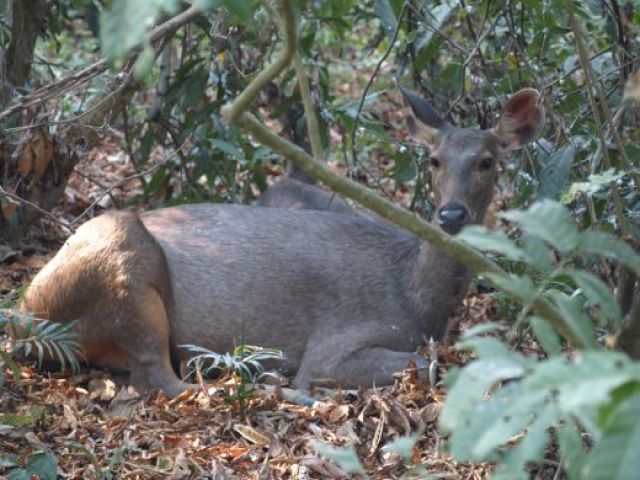 Zdjęcia: Park Chitwan, Nie przeszkadzać odpoczywam. , NEPAL Zdjęcia: Park Chitwan, Nie przeszkadzać odpoczywam. , NEPAL
