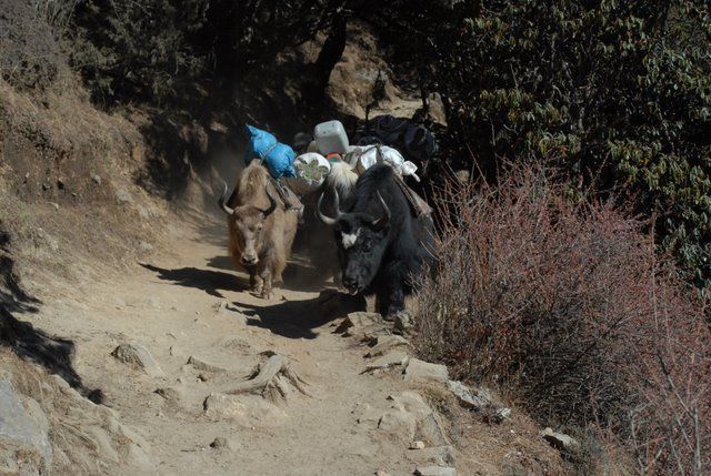 Zdjęcia: Nepal, Khumbu Valley, mala karawana Yakow, NEPAL Zdjęcia: Nepal, Khumbu Valley, mala karawana Yakow, NEPAL