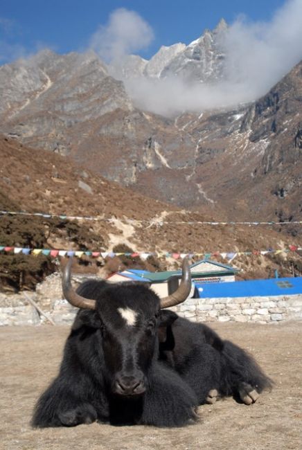 Zdjęcia: Nepal, Khumbu Valley, jeden z naszych Yakow, NEPAL Zdjęcia: Nepal, Khumbu Valley, jeden z naszych Yakow, NEPAL