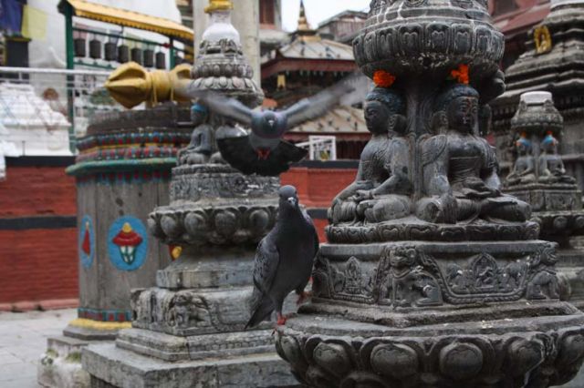 Zdjęcia: swiatynia, kathmandu, golebie, NEPAL Zdjęcia: swiatynia, kathmandu, golebie, NEPAL