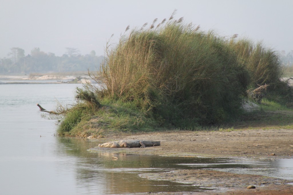 Zdjęcia: Chitwan National park, Dalsze spotkanie z Krokodylem :), NEPAL Zdjęcia: Chitwan National park, Dalsze spotkanie z Krokodylem :), NEPAL
