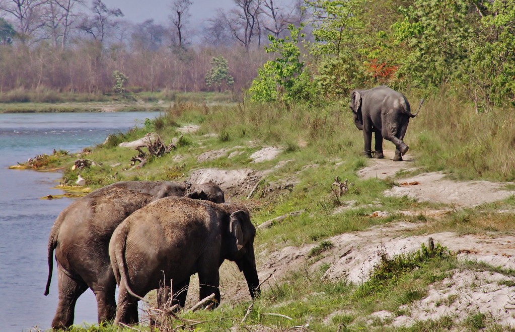 Zdjęcia: Chitwan , To ja idę..., NEPAL Zdjęcia: Chitwan , To ja idę..., NEPAL