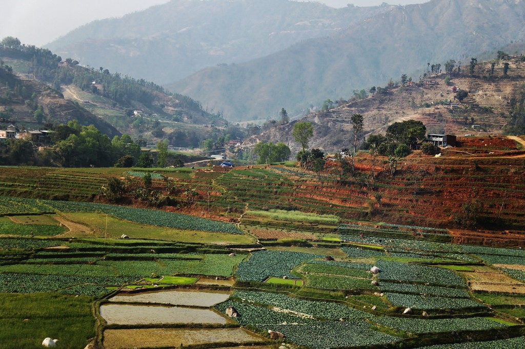 Zdjęcia: Nepal, Pola..., NEPAL Zdjęcia: Nepal, Pola..., NEPAL