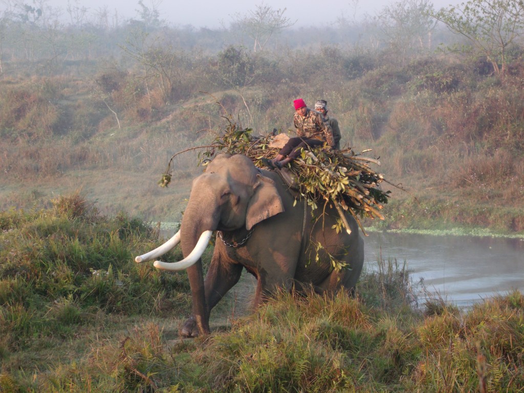Zdjęcia: Chitwan, Chitwan, ***, NEPAL Zdjęcia: Chitwan, Chitwan, ***, NEPAL