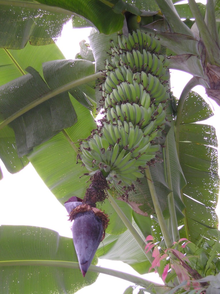 Zdjęcia: Nepal, Kwitnący banananowiec, NEPAL Zdjęcia: Nepal, Kwitnący banananowiec, NEPAL