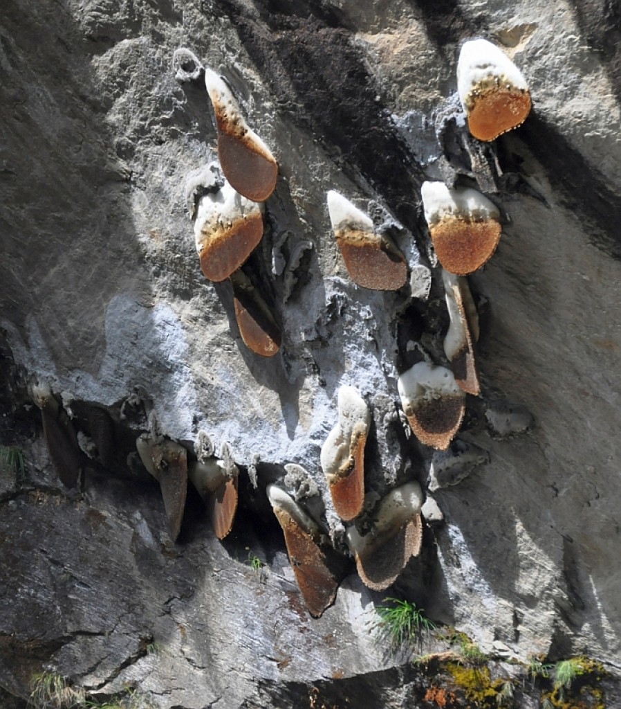 Zdjęcia: dziki miodzik, Dolina Langtang, Nepalski miód, NEPAL Zdjęcia: dziki miodzik, Dolina Langtang, Nepalski miód, NEPAL
