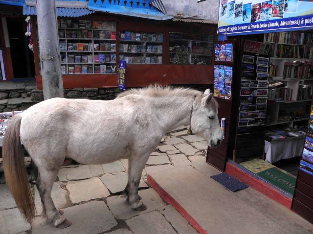 Zdjęcia: Ghorepani, Poon Hill, Przyszedł koń do księgarni..., NEPAL Zdjęcia: Ghorepani, Poon Hill, Przyszedł koń do księgarni..., NEPAL
