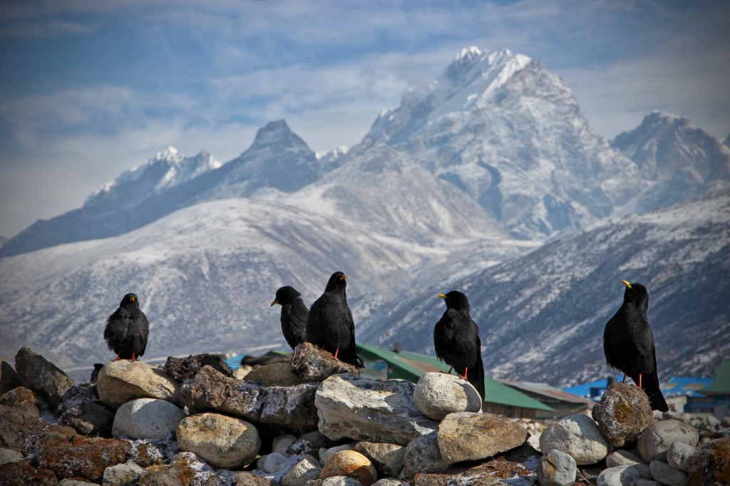 Zdjęcia: na szlaku, W okolicach Mt. Everest, Ptaszki, NEPAL Zdjęcia: na szlaku, W okolicach Mt. Everest, Ptaszki, NEPAL