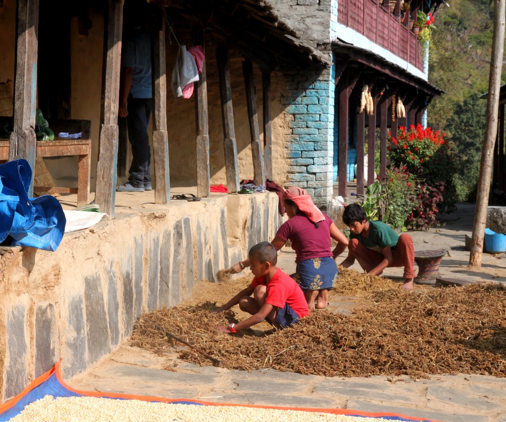 Zdjęcia: Sinuwa - w drodze do ABC, Himalaje, pracowity dzień, NEPAL Zdjęcia: Sinuwa - w drodze do ABC, Himalaje, pracowity dzień, NEPAL