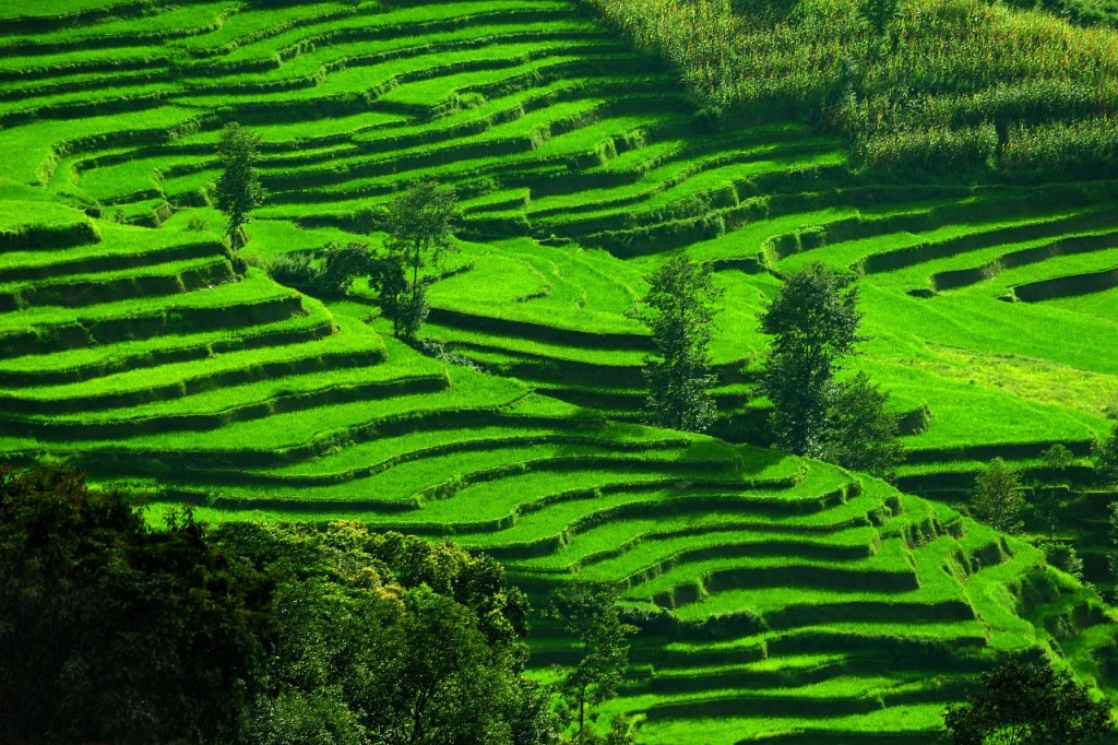 Zdjęcia: Nagarkot, Pola ryżowe, NEPAL Zdjęcia: Nagarkot, Pola ryżowe, NEPAL