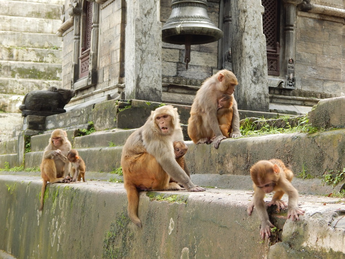 Zdjęcia: Katmandu - Swiatynia Malp, ., NEPAL Zdjęcia: Katmandu - Swiatynia Malp, ., NEPAL