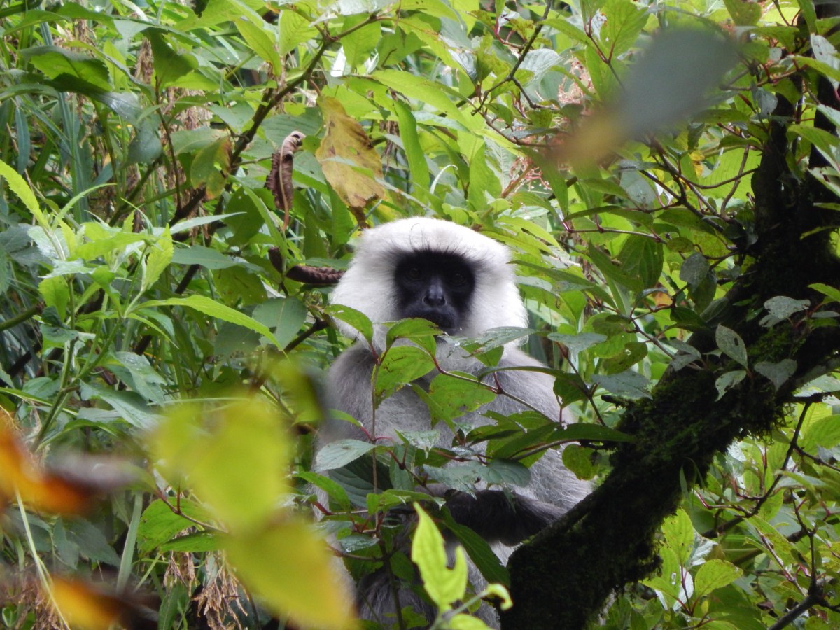 Zdjęcia: Poon Hill trek, ., NEPAL Zdjęcia: Poon Hill trek, ., NEPAL