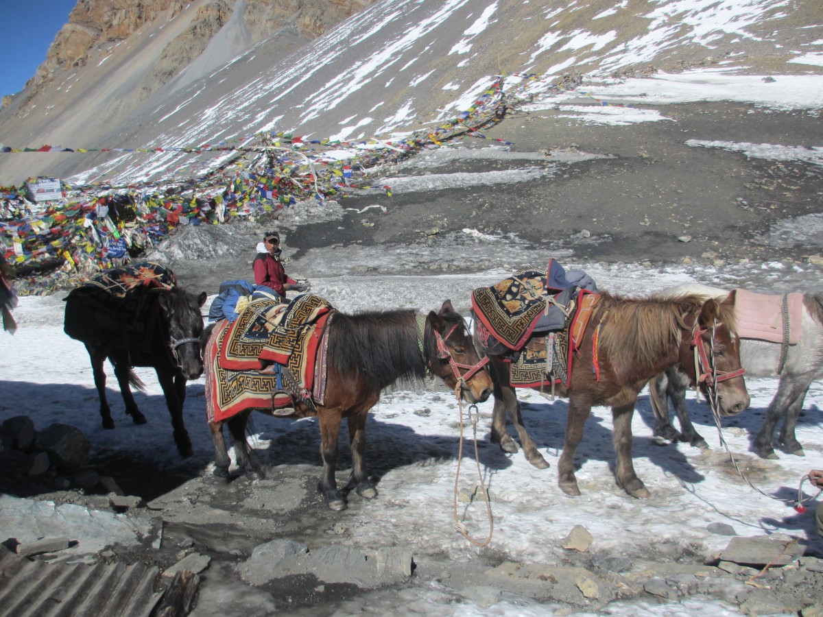 Zdjęcia: Thorung La, Annapurna, Thorung La 5416, NEPAL Zdjęcia: Thorung La, Annapurna, Thorung La 5416, NEPAL
