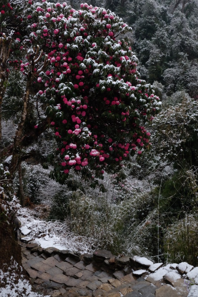 Zdjęcia: Ghorepani, Ghorepani, Rododendrony w śniegu, NEPAL Zdjęcia: Ghorepani, Ghorepani, Rododendrony w śniegu, NEPAL