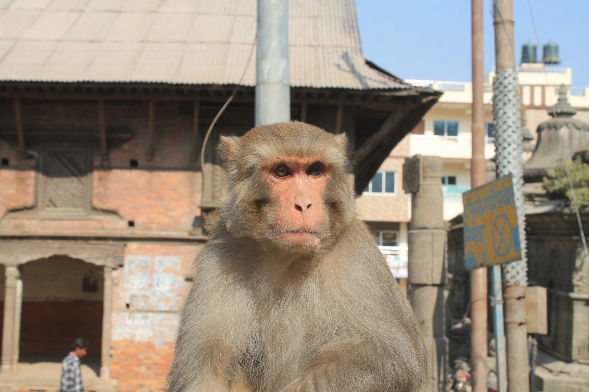 Zdjęcia: ulica, Katmandu, Malpiszon, NEPAL Zdjęcia: ulica, Katmandu, Malpiszon, NEPAL