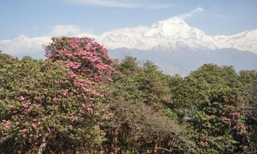 Zdjecie NEPAL / Annapurna / Nepal / Konkurs