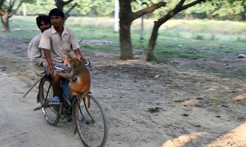 Zdjecie NEPAL / Therai / Lumbini / mapi stop