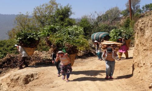 Zdjęcie NEPAL / Himalaje / Droga z Sundarijal do Chisapani / Powrót z pola