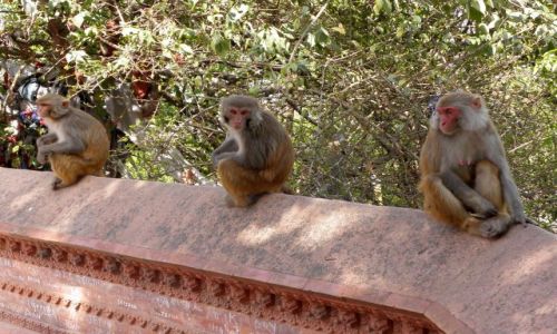 Zdjecie NEPAL / Dolina Kathmandu / Kathmandu / Nuda....